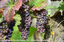 Велотуры по Боденскому озеру - Вино и виноделы на Боденском озере